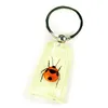 Custom Make Logo Embedded Business Solution Tool Real Beetle Insect Bug Resin Specimen Keychain Various Choice Good Price