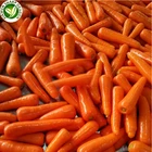 Export wholesale price organic vegetable fresh carrots