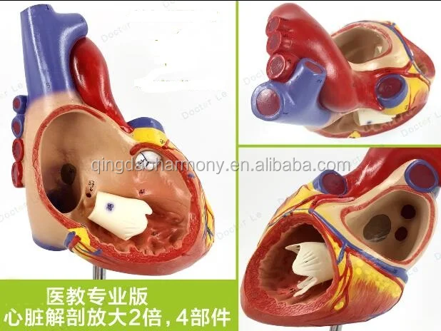 1:2 the human heart anatomical model, 4 parts