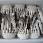 New Season Frozen Green Mud Crab for Sale
