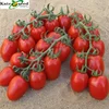 /product-detail/red-vegetable-organic-roma-grande-process-hybrid-f1-tomato-seeds-israel-62154996291.html