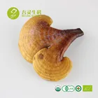 fuzhou wuling anti cancer red reishi mushroom fruit body