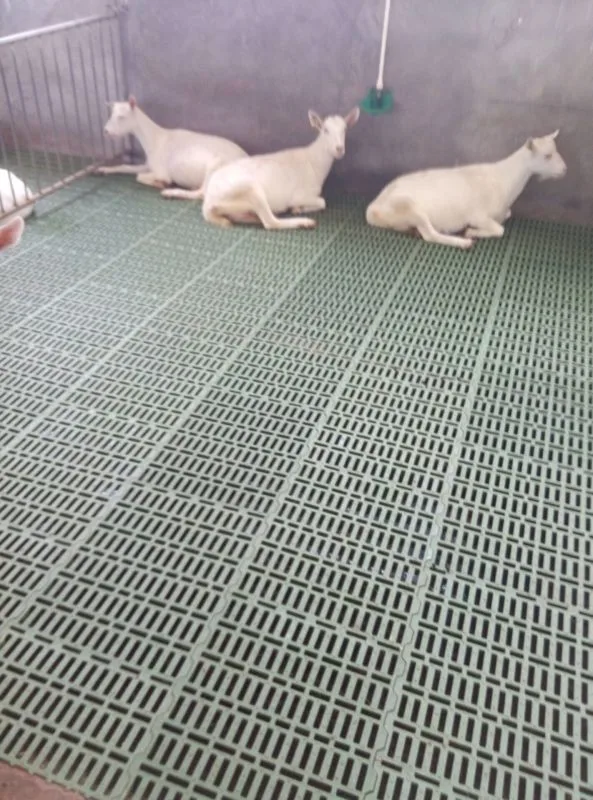 plastic sheep slat
