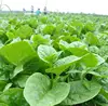 /product-detail/high-quality-vegetable-planting-seeds-organic-ceylon-spinach-seeds-60831091701.html
