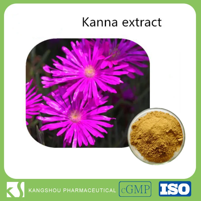 Natürliche pflanzenextraktion 98% Mesembrine Kanna extrakt