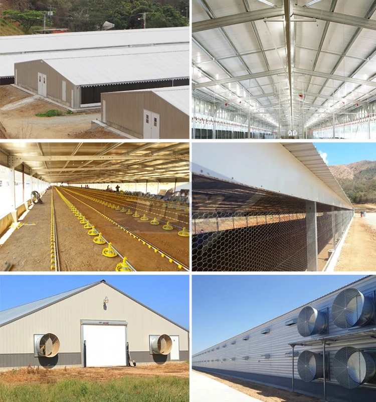 Light steel structure poultry layer and broiler chicken shed