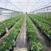 New Style plastic mulch without drip irrigation