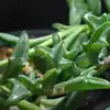 New Variety Japanese Succulents Senecio Peregrinus String of Dolphins for Wholesale