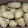 Certified Fresh Holland/Dutch Potato Importer In Malaysia
