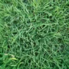 /product-detail/2019-high-germination-grass-seed-zoysia-for-planting-62154223913.html