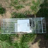Wholesale Galvanised steel rodents pig weasel live animal cage traps