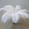 Various Bleached White Ostrich Feather for Wedding