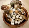 /product-detail/china-origin-mushroom-growing-fresh-shiitake-mushroom-grow-seed-60464513076.html