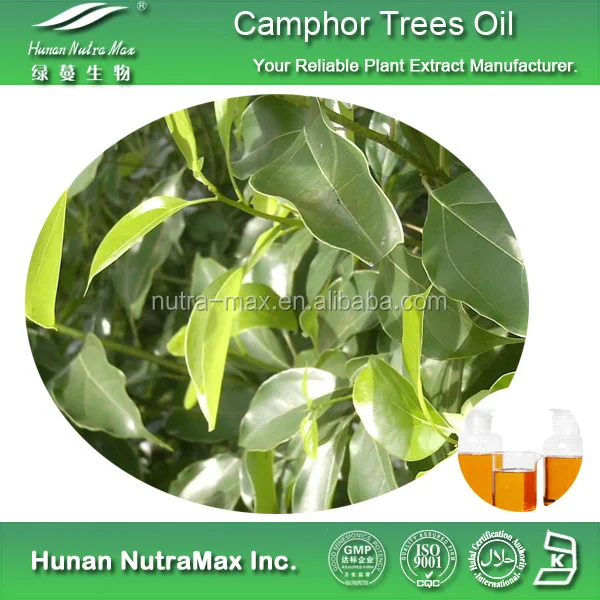 100% natural camphor tree extract,camphor tree extract powder