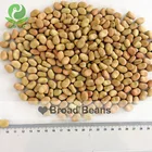 Broad Beans Broad Health Broad Beans Dried Broad Beans