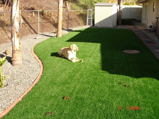  The Ultimate Guide to Pet Grass for Dogs to Eat: Benefits, Types, and How to Grow It at Home