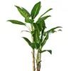 /product-detail/green-leaves-artificial-plant-for-home-decoration-60820857380.html