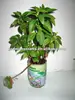 Grow your own flower,Herbs pot,Flower in a can