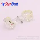 Implant teeth model with restoration and pathologies dental patient education model