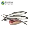 High quality Pacific Mackerel for can for market