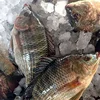Frozen Tilapia Fish Factory