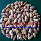 Flower kidney bean milk Light Speckled Kidney Beans Dark Red Kidney Bean