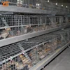 /product-detail/one-day-old-layer-broiler-chicks-used-automatic-chicken-cage-60693171638.html