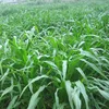 Sorghum hybrid sudangrass Seeds Animal grass seed