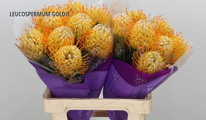 LEUCOSPERMUM GOLDIE