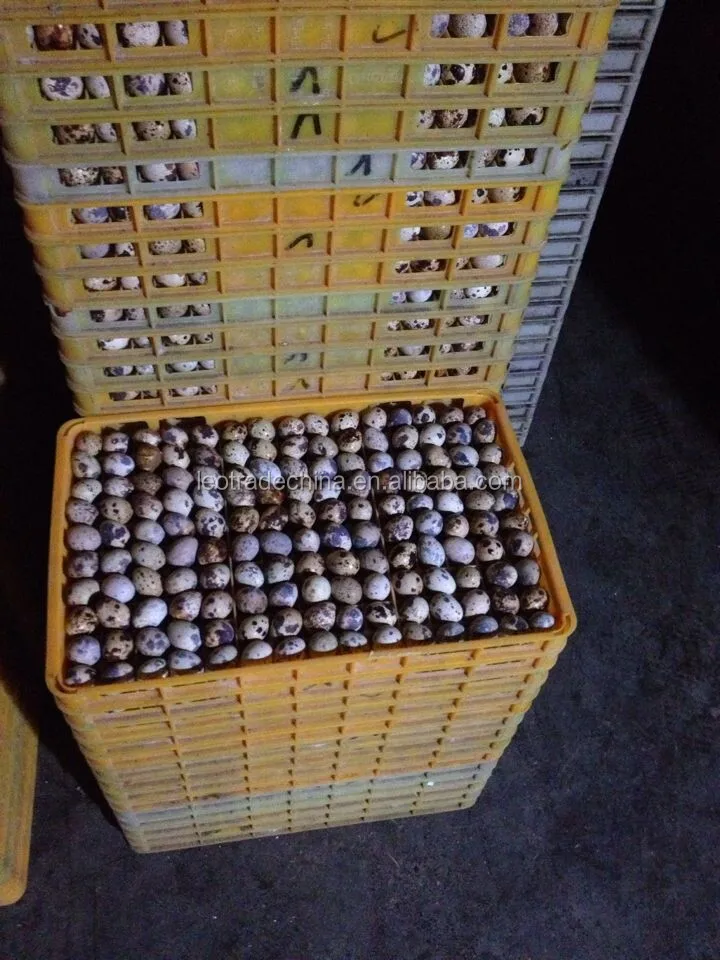 China best quality quail egg transport crate box cage