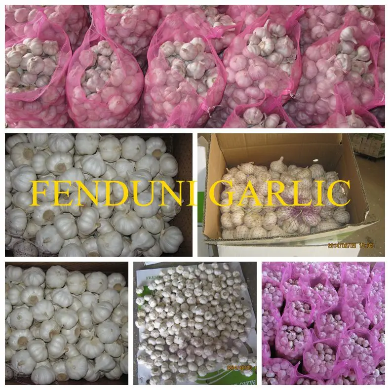 hot sale high quality garlic seed price