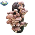 DETAN cultivted shiitake Mushroom Spawn/logs for growing