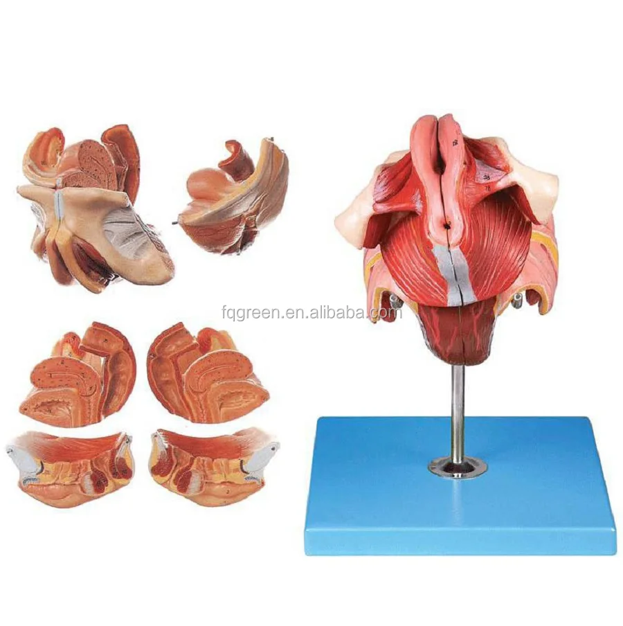 Male Internal And External Genitalia Model Buy Male Genital Organ