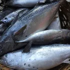 Fish Fish Whole Round Fish Healthy And Delicious Fish Bonito Tuna Whole Round Price Cheap