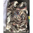 GIANT SQUID FROZEN SEXUAL TENTACLES NECK BEAK EYES OFF