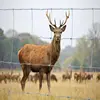 Factory HT13-190-15 deer net /strong, durable, cost effective wire fencing/galvanized wire stock fencing
