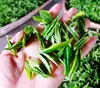 Natural fried chinese high altitude mountain green tea for sale