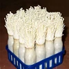 High quality Oyster mushroom spawn bottles for mushroom growing