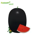 vegetable hybrid F1 black hybrid icebox watermelon seeds sudan