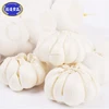 China product 10kg carton fresh garlic hot sale
