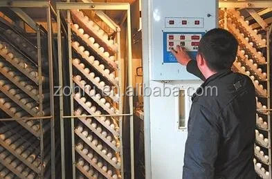 egg incubating