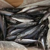 basa fish/scomber japonicus/pacific mackerel