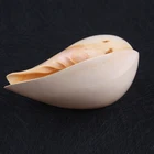 Abalone 10*14cm Natural Polished Abalone Shell And 16*23cm Natural Craft Seashell