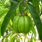 Capsules Weight Loss Capsules Weight Loss Garcinia Cambogia Capsules