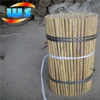 Bambu for plantation plant growing 45cm 12-14mm