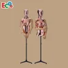 Fashion Abstract Female Half-Body Mannequin on Sale
