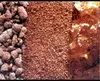 /product-detail/shellac-seedlac-niger-seeds-tamarind-sesame-seed-10475034.html