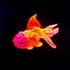 Glowing Effect Simulated goldfish For Fish tank decoration Artificial Ornamental fish