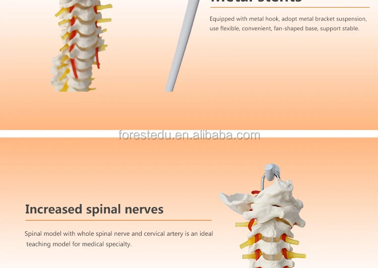 8 spine model.jpg