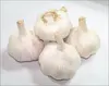/product-detail/fresh-chinese-normal-white-garlic-1875757731.html